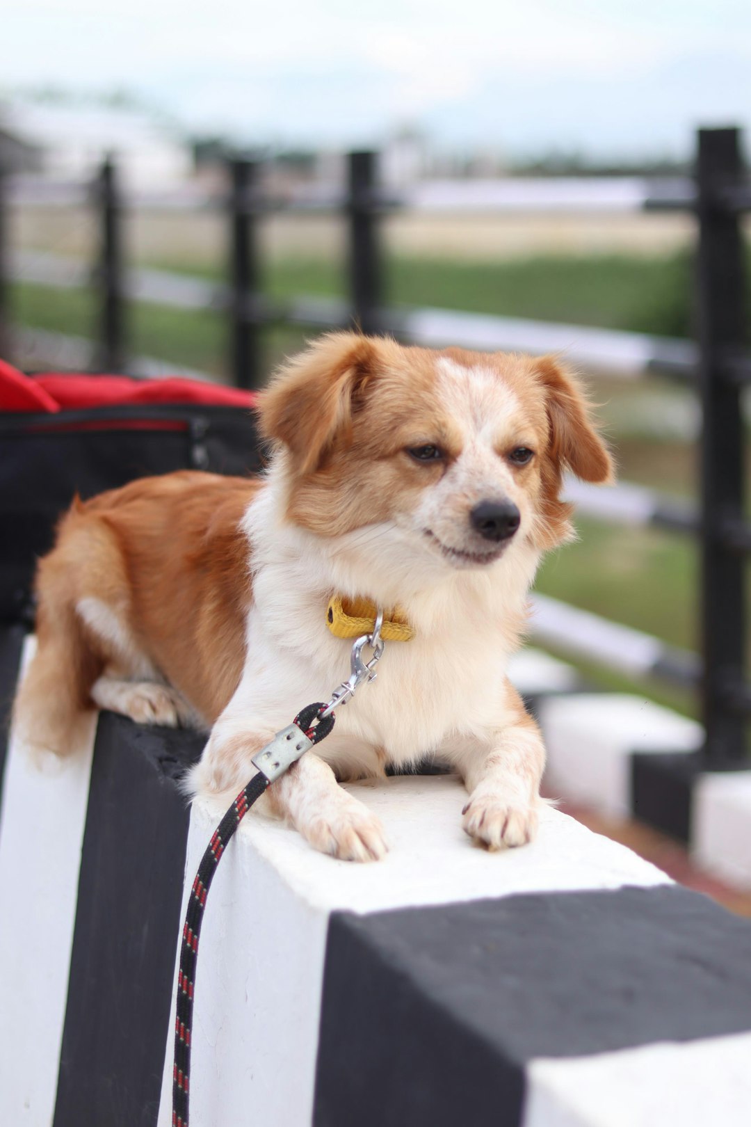 a-small-brown-and-white-dog-on-a-leash-jwmythsiy7c