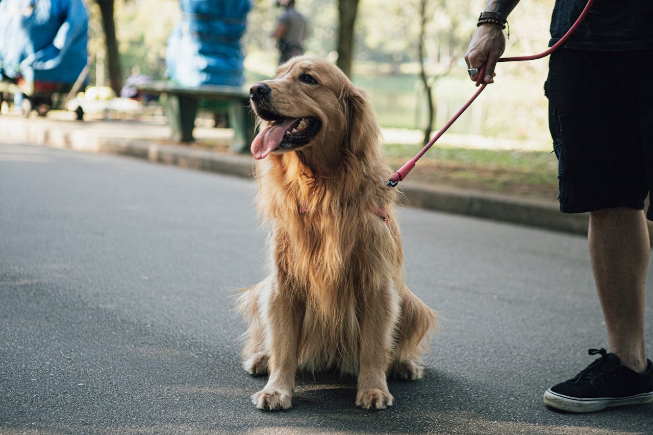 A golden retriever sits happily on a leash in a sunny park, panting joyfully.